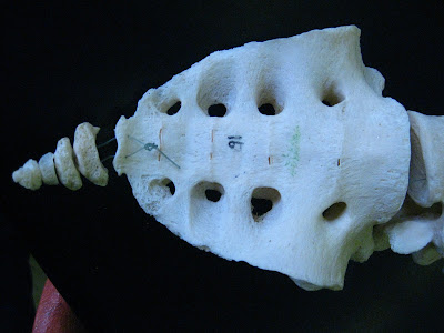 Boned: Human Skeleton - sacrum