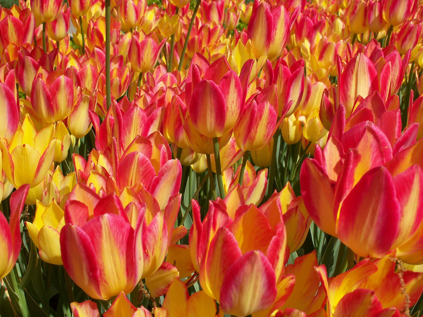 Beyond The Garden Gate Tulips are special!