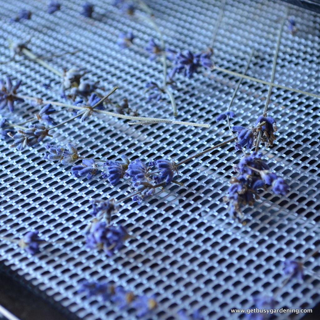 How to Harvest, Dry and Use Lavender Get Busy Gardening
