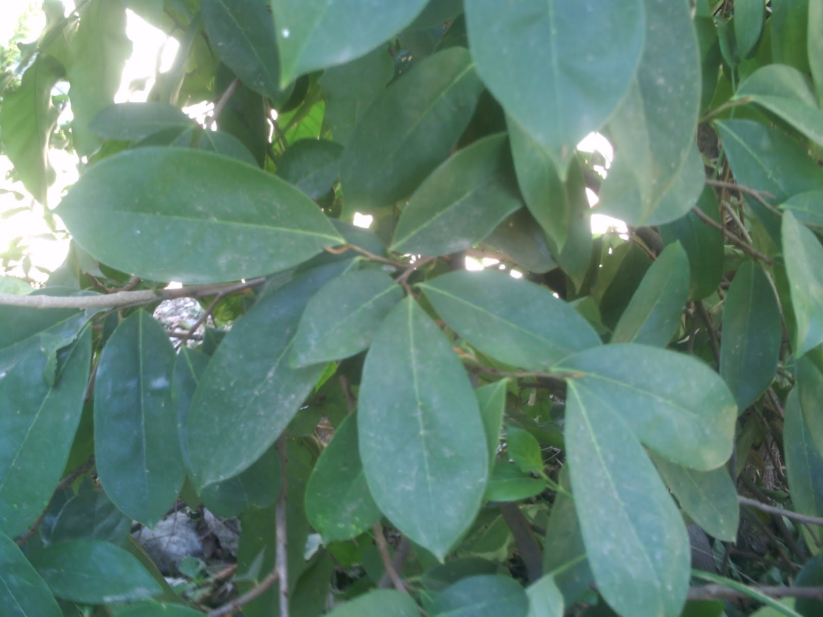 Home Remedies Medicinal Properties of the Soursop Tree