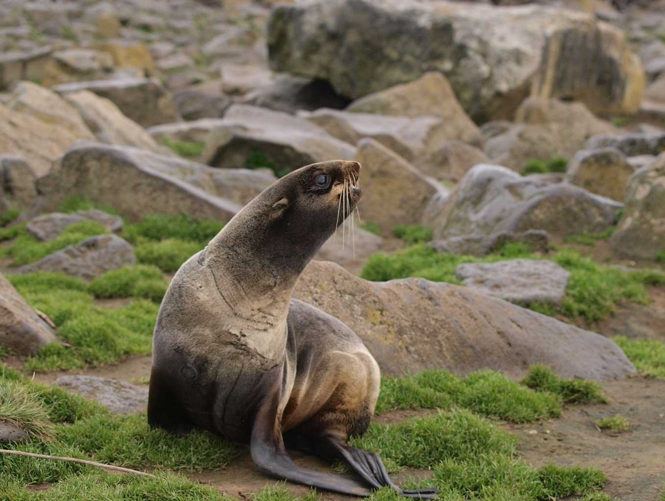 Fur Seal