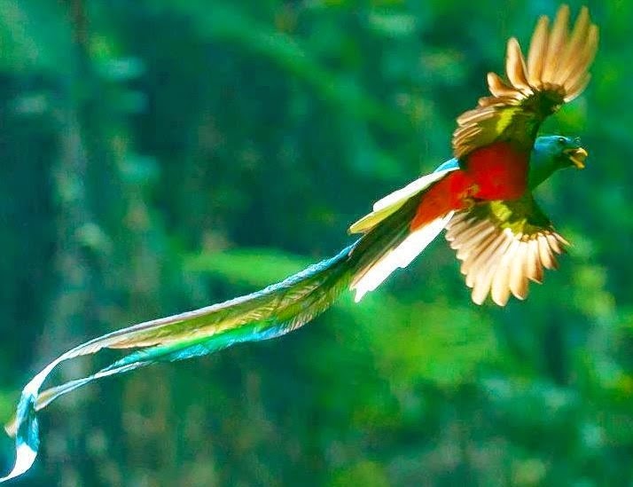 Quetzal Fun Animals Wiki, Videos, Pictures, Stories