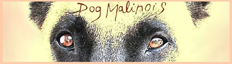 t-shirt DOG MALINOIS