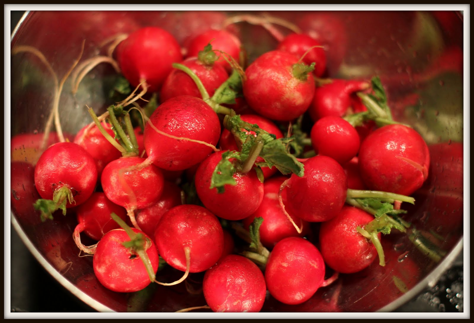 Desperate Gardener Growing Radishes