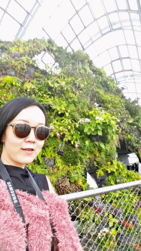 Carnivorous plants - Cloud Forest meheartseoul.blogspot.sg (Vera Lee)