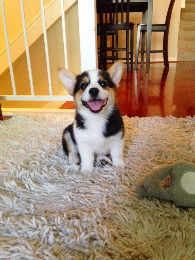 Pet's We Love Top 5 Dogs with absolutely amazing fur