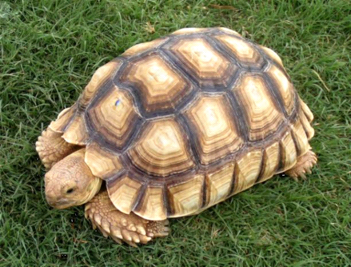 African Spurred Tortoise Reptiles World