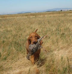 Lily and her prize. She has loved to retrieve since a baby bird dog!