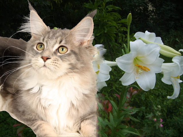 Les soins naturels pour mon chat: hygiène, santé, bien-être : 30 Par Sandra  Mahut, Faune/Flore, Animaux de compagnie
