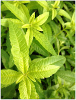 lemon verbena