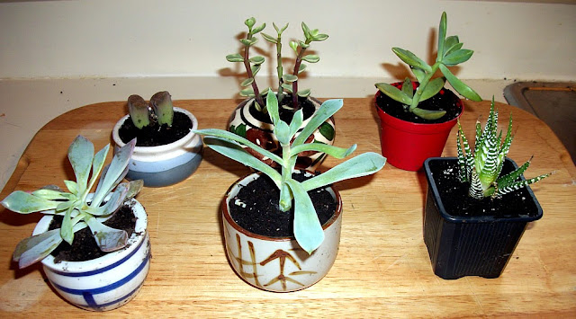 Succulents Succulents