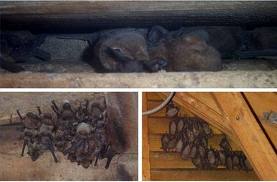 bats rid getting window canada