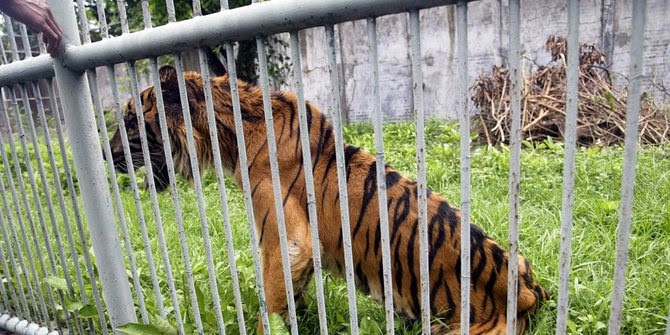 Kematian hewan di Kebun Binatang Surabaya Kematian hewan di Kebun Binatang Surabaya