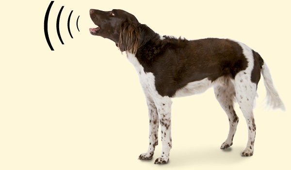 Lustige Hunde Juli 2015