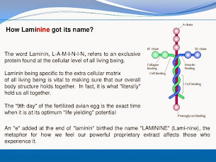 Forma frafica a moleculei de laminina