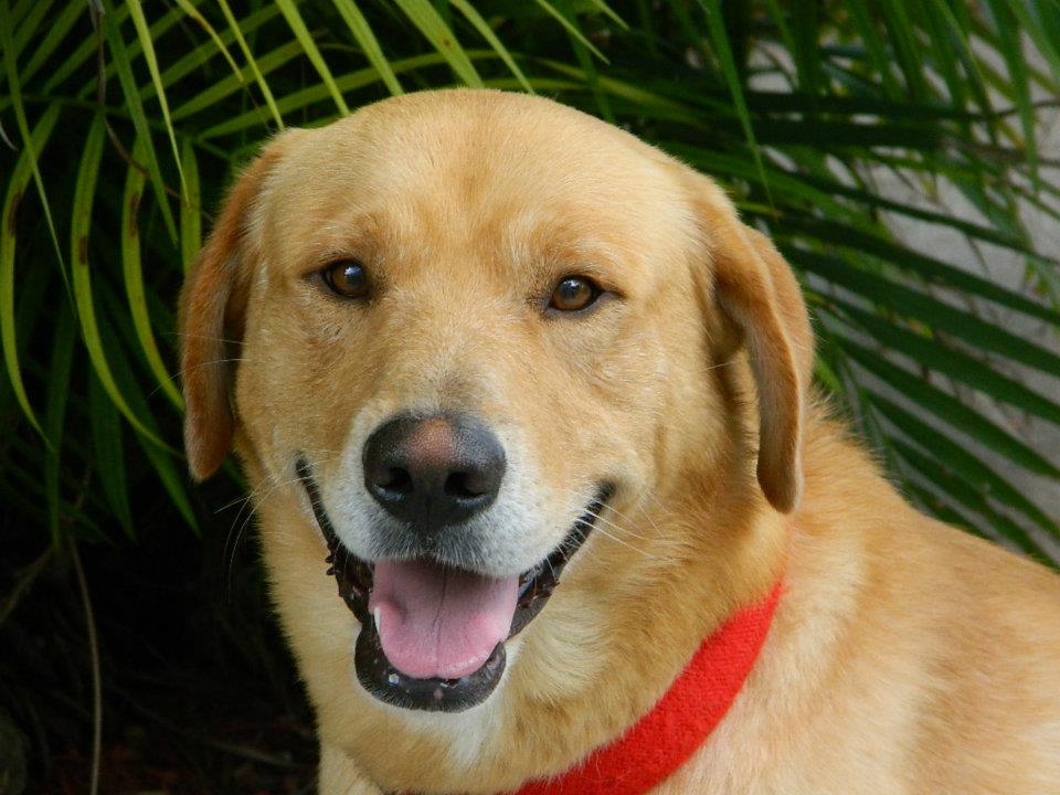 Beautiful, young Yellow Labrador needs foster, rescue, or home today