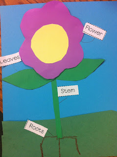 The Adventures of a K/1 Teacher: Fun with Plants