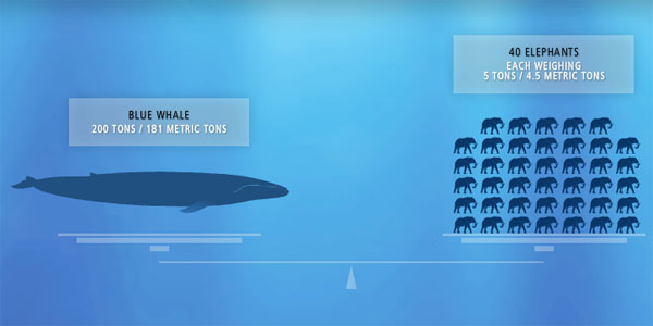 Blue Whales Habitat