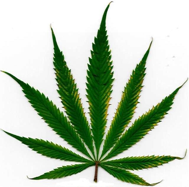 Weed Leaf Template