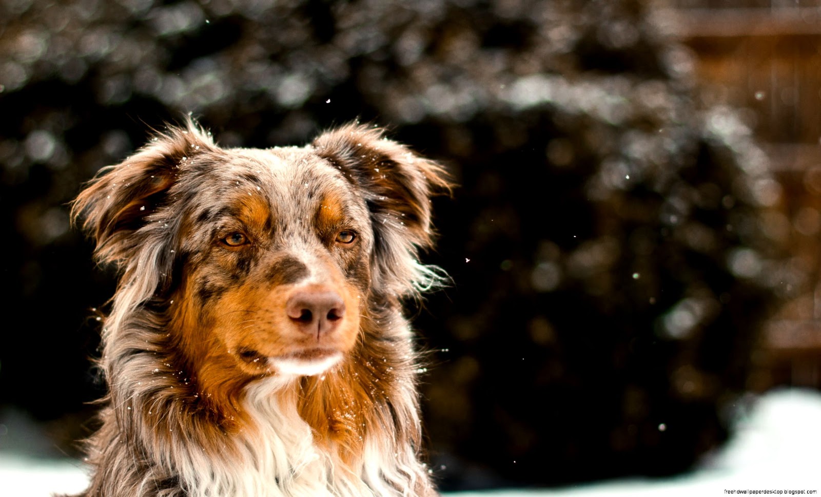 Winter Australian Shepherd Winter Australian Shepherd
