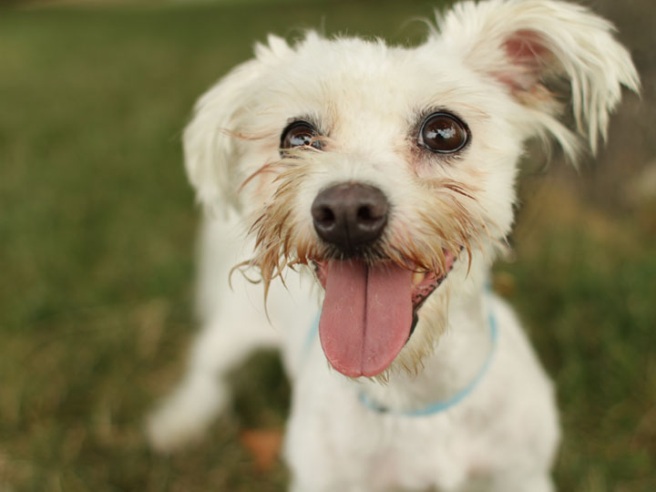 Boxer Maltese Mix