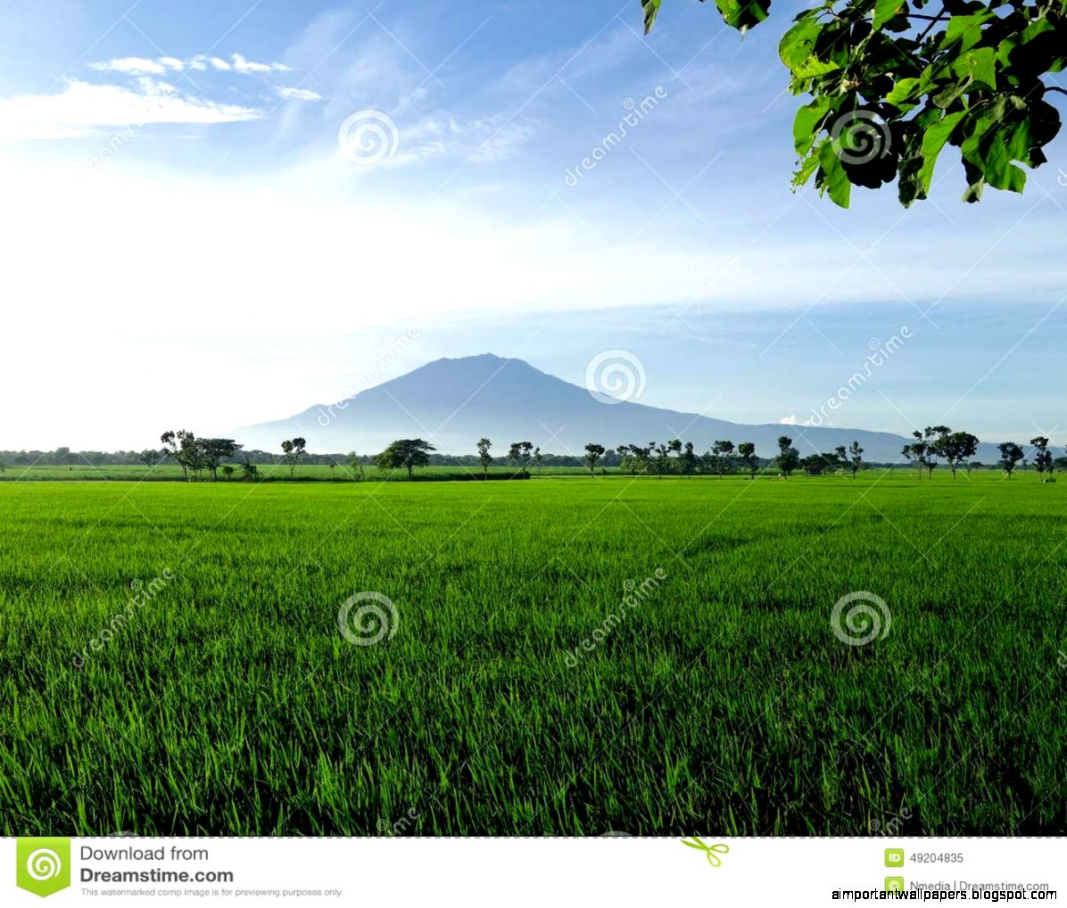 Beautiful Rice Field Stock Photo Image 49204835 Beautiful Rice Field Stock Photo Image 49204835