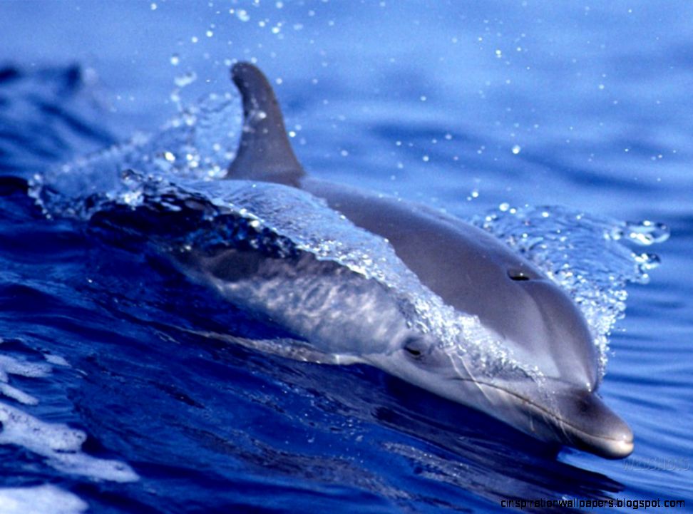 Best Dolphin Desktop Background Wallpapers Best Dolphin Desktop Background Wallpapers