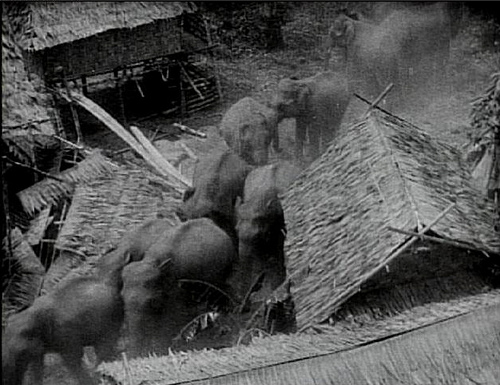 http://3.bp.blogspot.com/-EDTkYYt1lsI/Ub-qtuYY8wI/AAAAAAAAAaU/wLTakaE-KOg/s1600/elephant-stampede-from-chang-1927.jpg