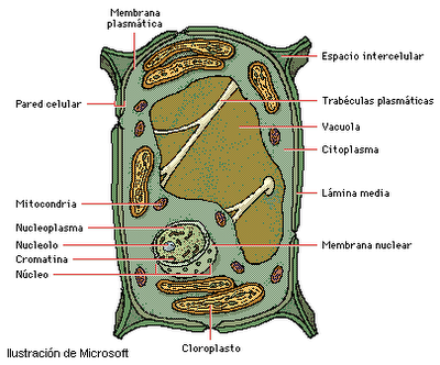 DIBUJOS DE LA CELULA VEGETAL Y SUS PARTES