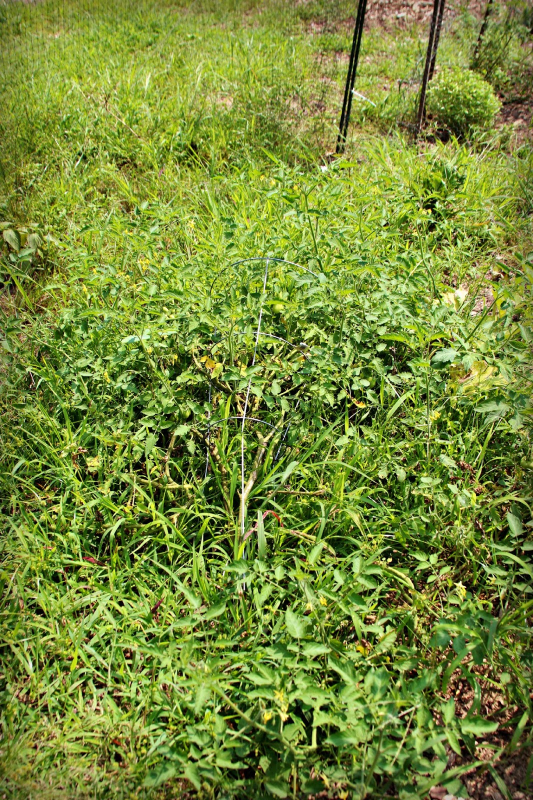 Zach Aboard: that (weed) garden