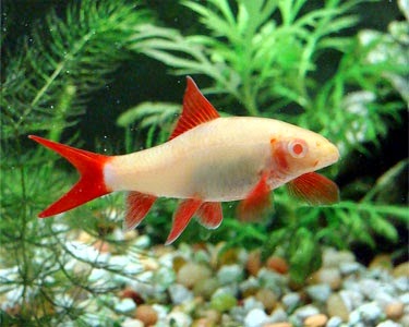 budidaya ikan redfin akuarium ikan hias budidaya ikan redfin akuarium ikan hias