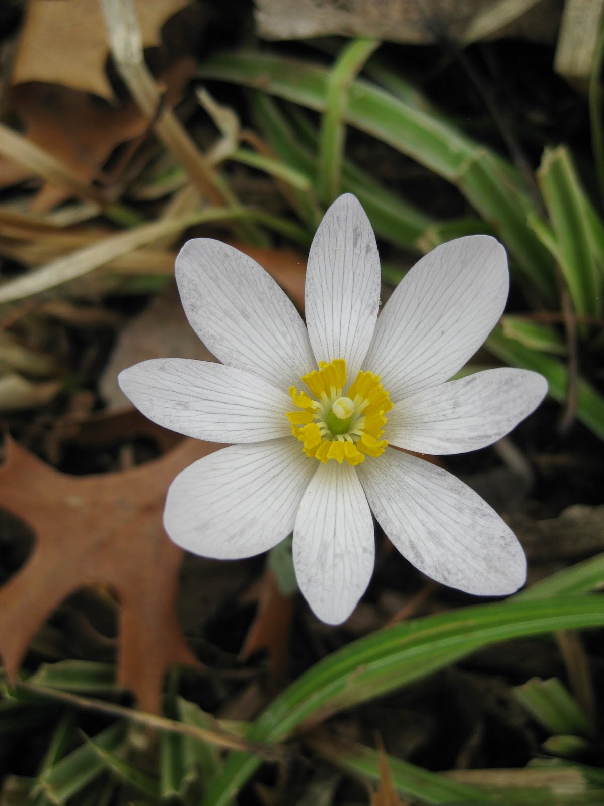 Bloodroot (Sanguinaria canadensis) Rotary Botanical Gardens