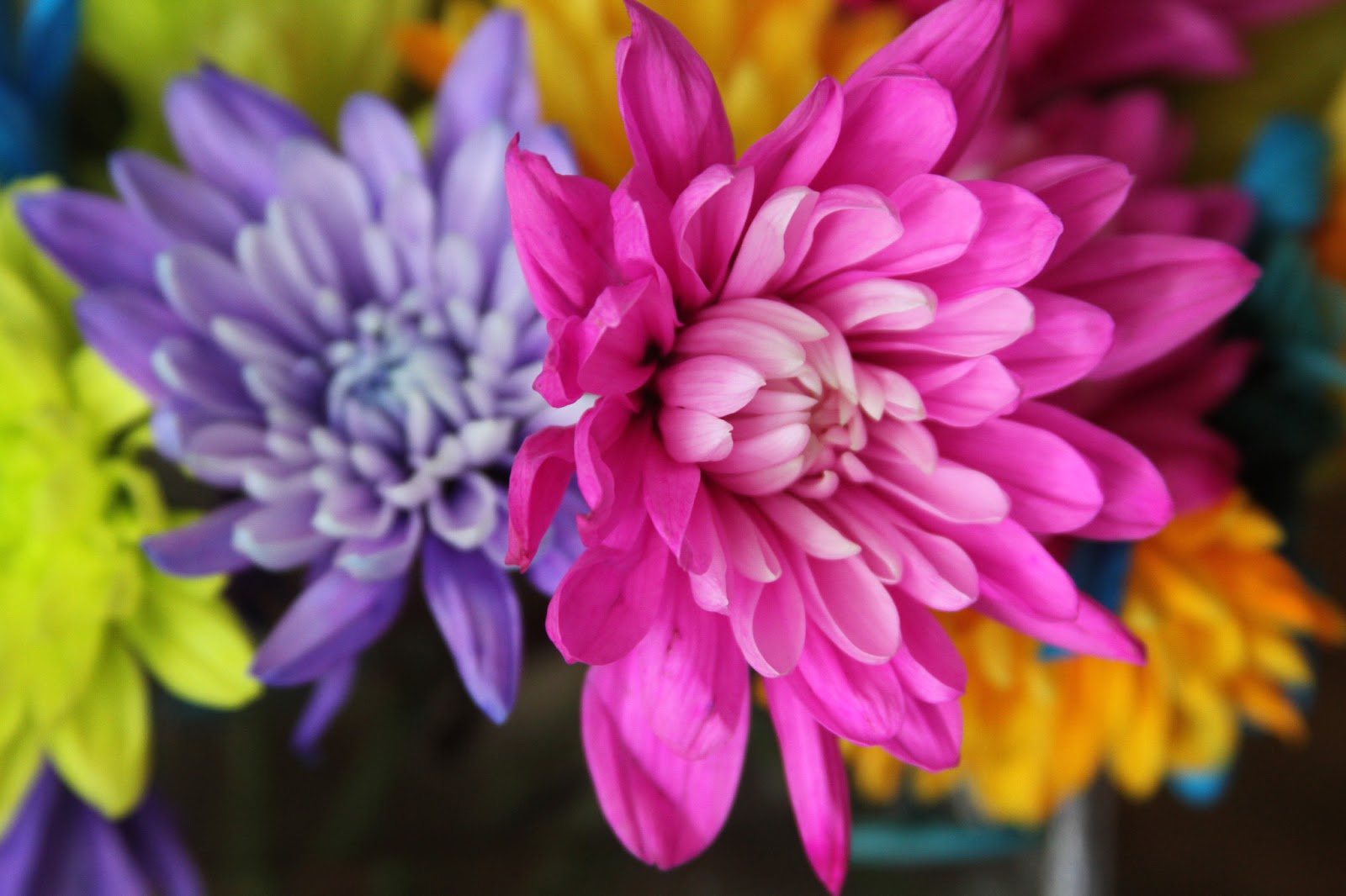 . Flowers Can Brighten Your Day