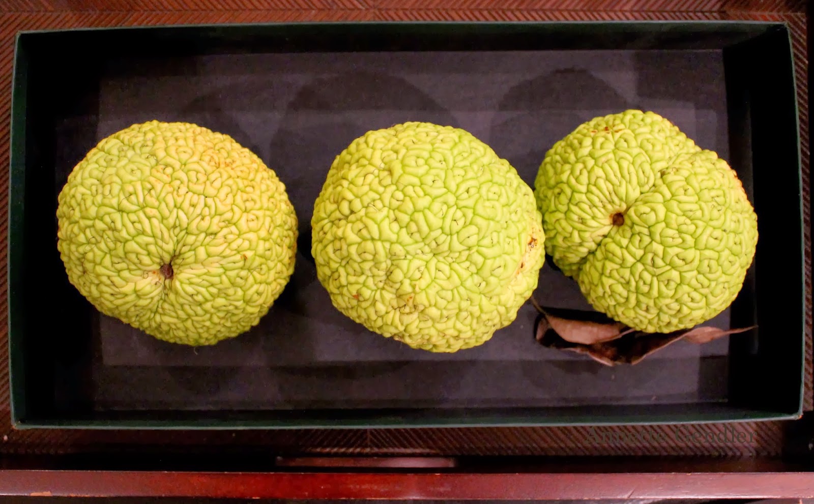Osage Oranges Gendler