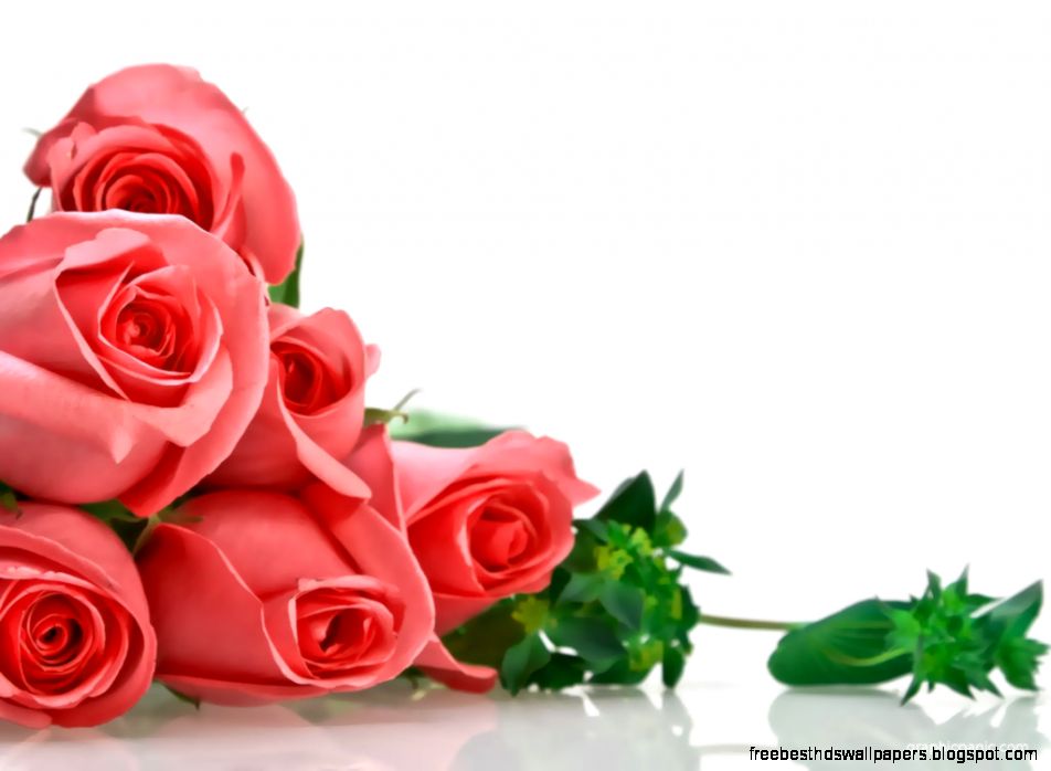 Rose Backgrounds HD Wallpapers on Rose Backgrounds HD Wallpapers on
