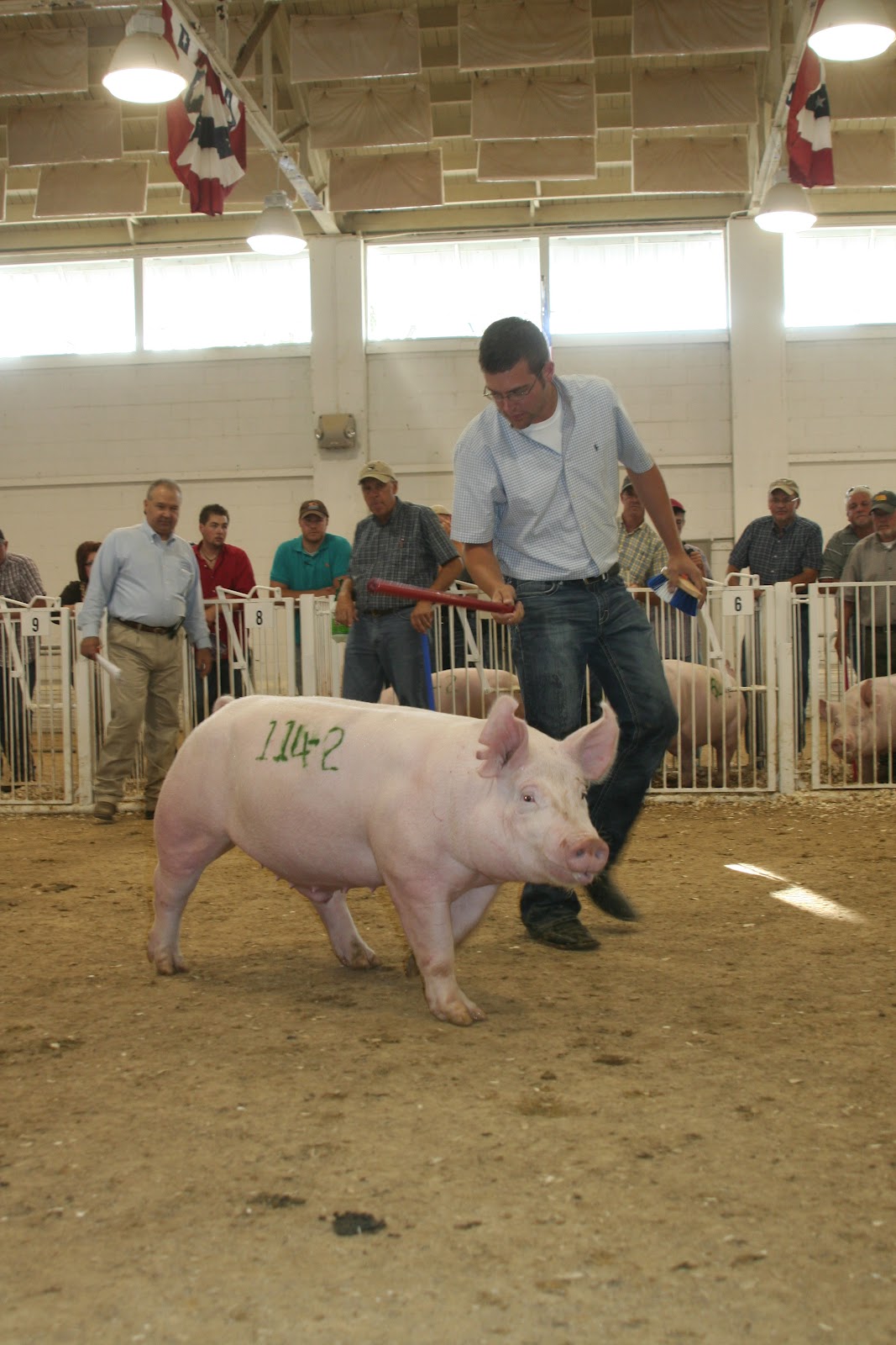 NSR Show & Sale Results 2012 National Barrow Show Yorkshire Boar and