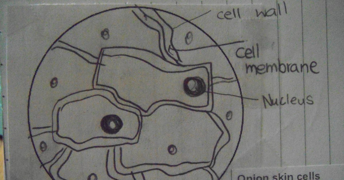 Fun Science Blog Onion Cell