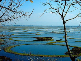 Keunikan Phumdi, Danau Terapung Langka dari India - www.jurukunci.net