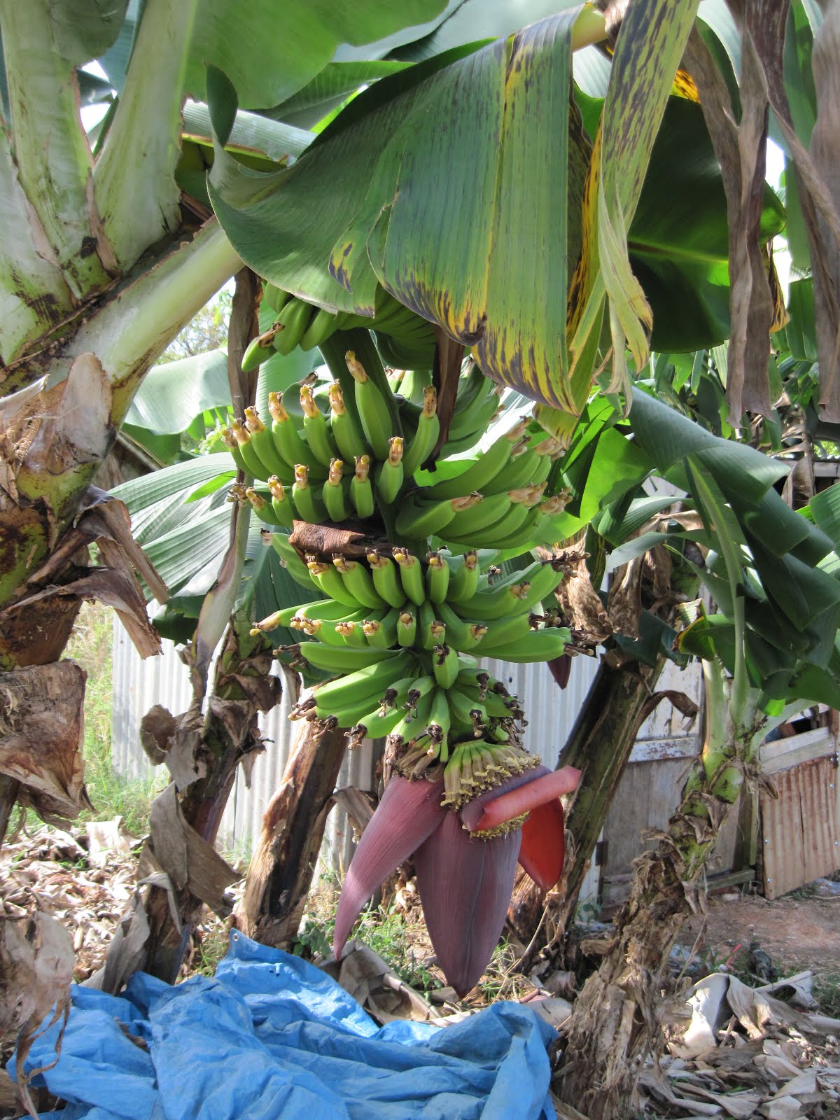 Smith's Jamaican Mission Bananas