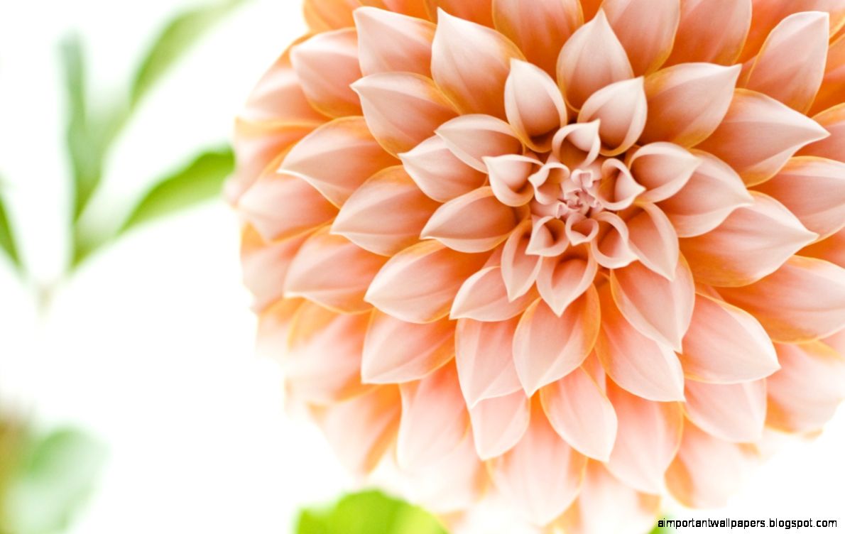 Dahlia Flower HD Wallpaper Dahlia Flower HD Wallpaper