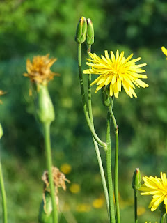 Scorzonera in flower