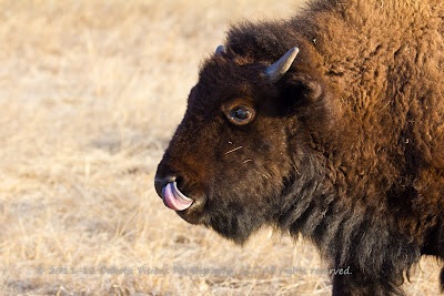 Hilarious Bison Buffalo Calf with Tongue up Nose by Dakota Visions Photography LLC
