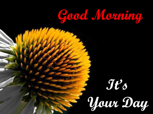 good morning new messages download flowers images hd wallpapers
