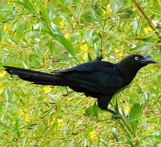 La Cati Ani Esti Major In America Birds of the World: Greater ani