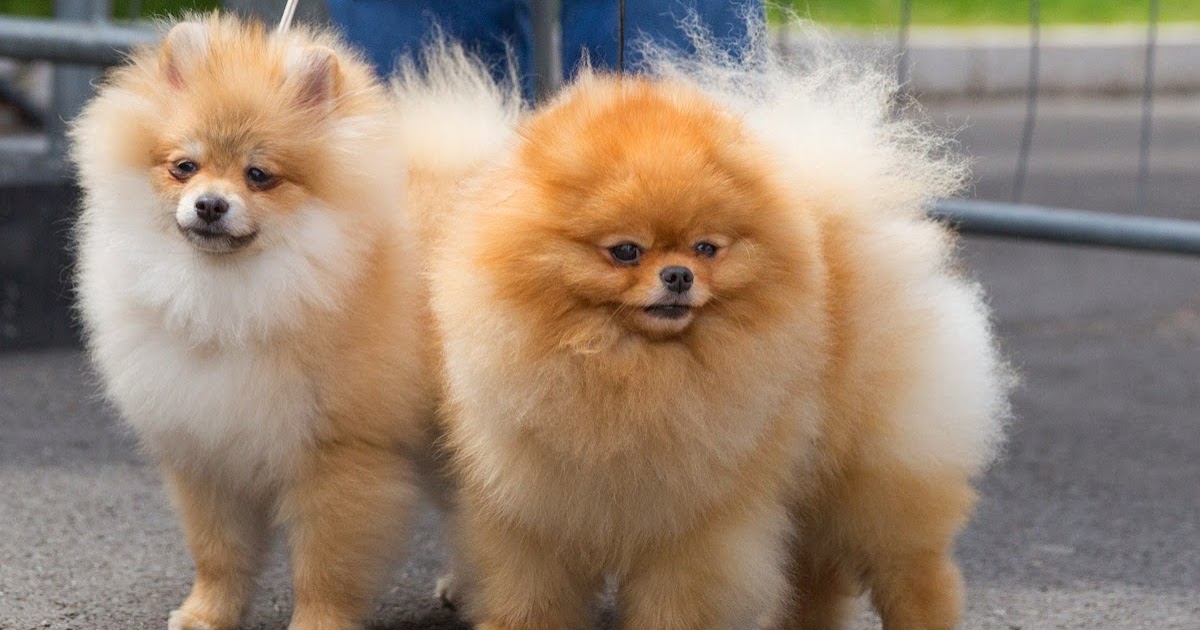 RIVIERA DOGS Bundles of Fluff