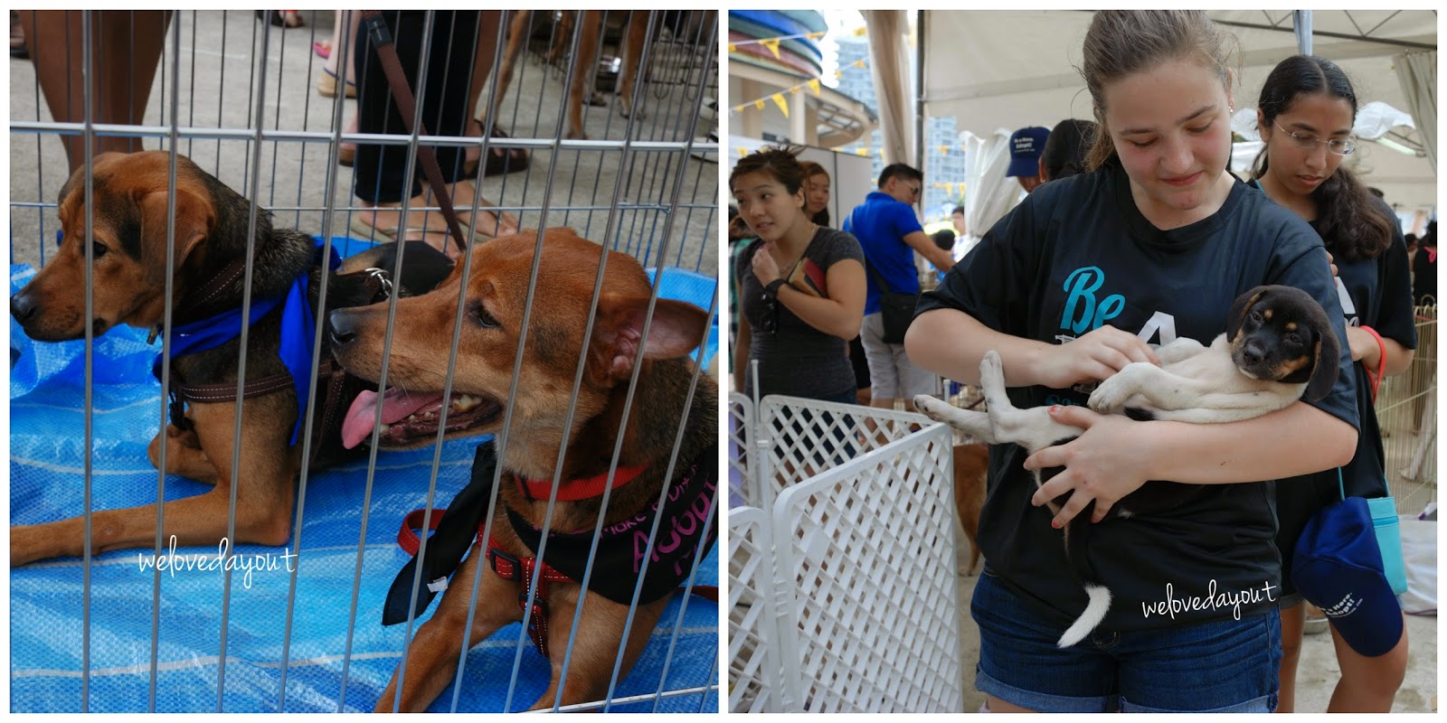 Where Can I Adopt A Dog In Singapore at Lizzie Blake blog