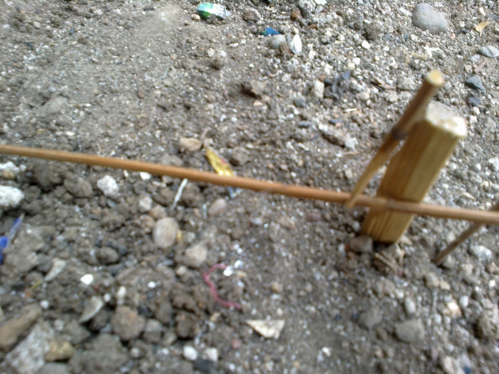 cara menjebakan burung tekukur pakai kenur pancingan