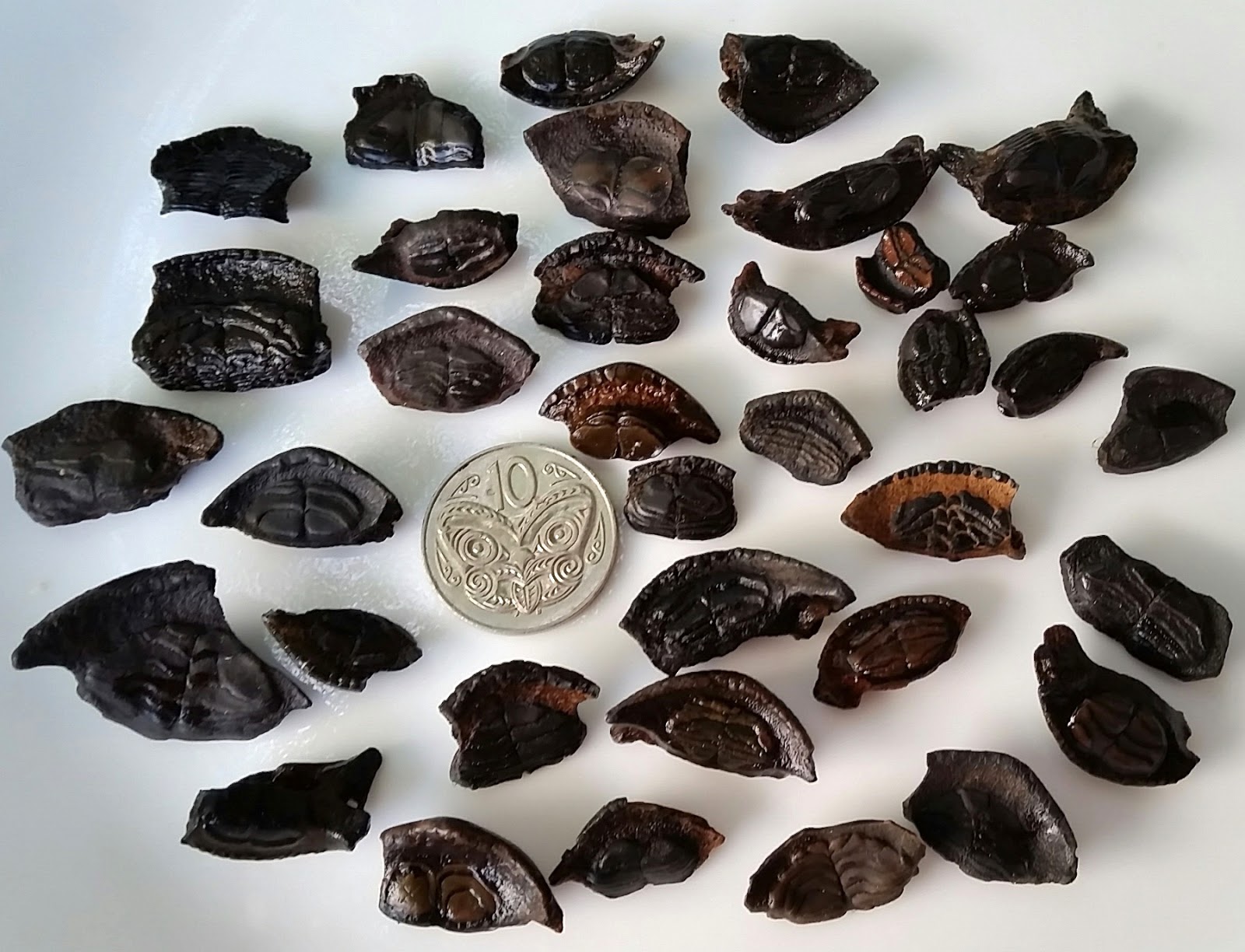 Zookeeper Fossils We all "Indiana Jones" today!