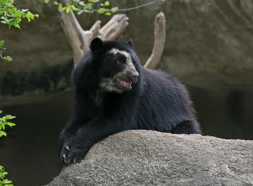 spectacle bear spectacle bear