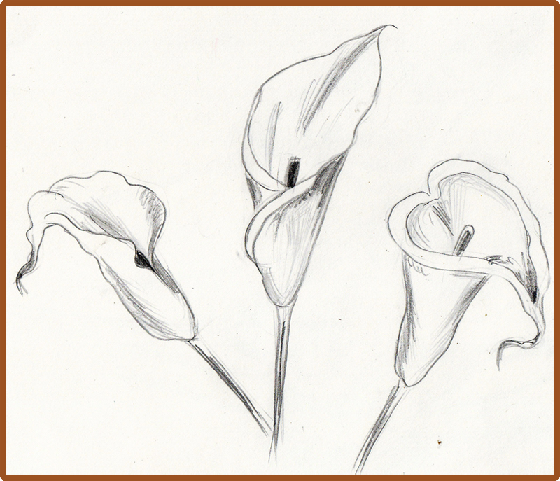 Jomagu 1998 Alcatraces W Jpg 693 1024 Flower Art Drawing